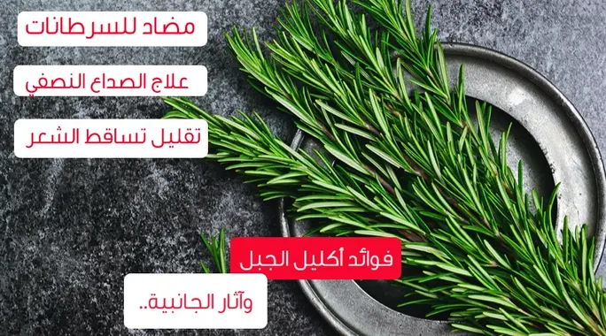 فوائد إكليل الجبل المذهلة: دليلك الشامل لصحة أفضل وحياة حيوية
