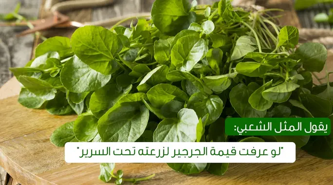 فوائد الجرجير: دليلك الشامل لتعزيز صحتك ببراعم الطبيعة الخضراء