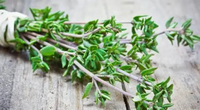 فوائد الزعتر المذهلة: اكتشف سر هذا العشب المعجزة لصحتك!