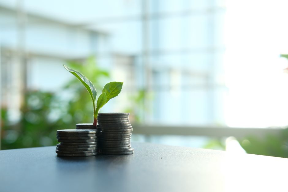 نبات أخضر يمثل الاهتمام المتزايد بالاستثمار المستدام في 2026